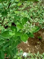 Vitex trifolia