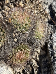 Mammillaria petrophila
