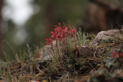 Dudleya pauciflora