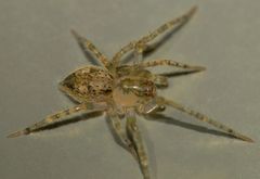Rapua australis