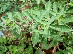 Vitex trifolia