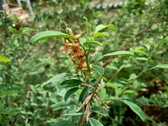 Indigofera oblongifolia