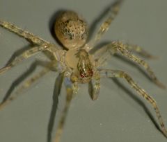 Rapua australis