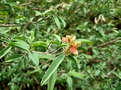 Indigofera oblongifolia