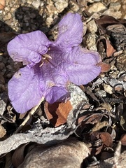 Ruellia californica peninsularis