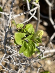 Ruellia californica peninsularis
