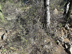 Ruellia californica peninsularis