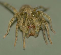 Rapua australis