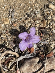 Ruellia californica peninsularis