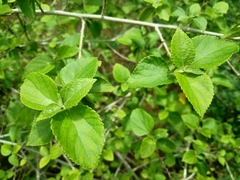 Acalypha fruticosa