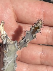 Peniocereus johnstonii