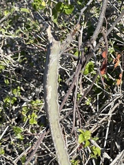 Peniocereus johnstonii