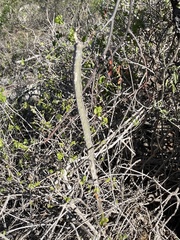 Peniocereus johnstonii