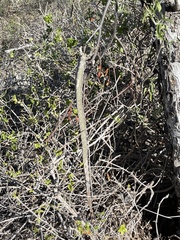 Peniocereus johnstonii