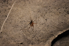 Hadenoecus subterraneus