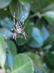 Araneus diadematus