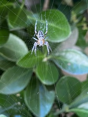 Araneus diadematus