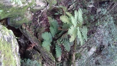 Cyathea capensis