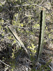 Peniocereus johnstonii