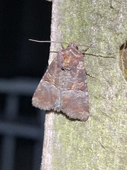 Mesoligia literosa