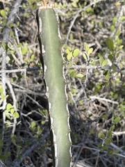 Peniocereus johnstonii