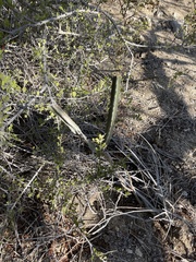 Peniocereus johnstonii