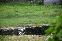 Caiman crocodilus chiapasius