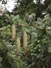 Picea asperata