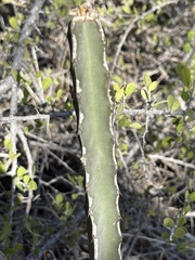 Peniocereus johnstonii
