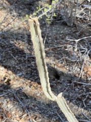 Peniocereus johnstonii