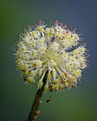 Hydrocotyle himalaica