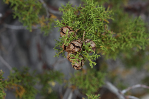 western cypresses