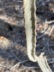 Peniocereus johnstonii