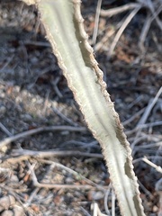 Peniocereus johnstonii
