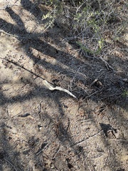 Peniocereus johnstonii