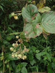 Rubus ellipticus