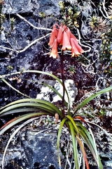 Blandfordia cunninghamii