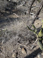 Peniocereus johnstonii