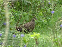 Galloperdix spadicea