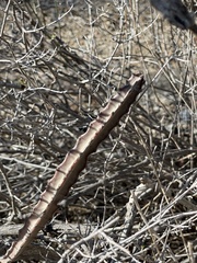 Peniocereus johnstonii