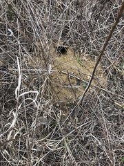 Geomys bursarius illinoensis