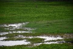Caiman crocodilus chiapasius