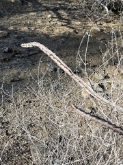 Peniocereus johnstonii