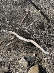 Peniocereus johnstonii