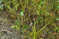 Gentianopsis detonsa
