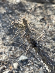 Cylindropuntia waltoniorum