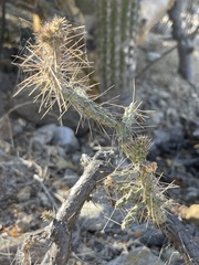 Cylindropuntia waltoniorum
