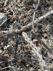 Cylindropuntia waltoniorum