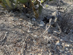 Cylindropuntia waltoniorum
