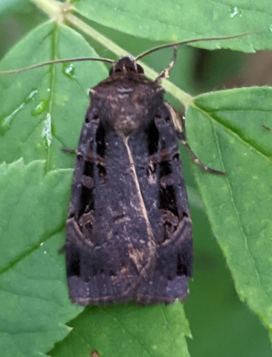 Morrison's Sooty Dart